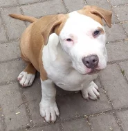 Americký stafordšírský teriér s P.P.