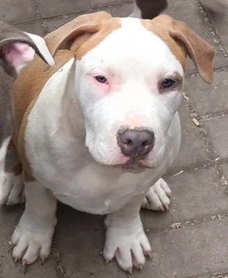 Americký stafordšírský teriér s P.P.