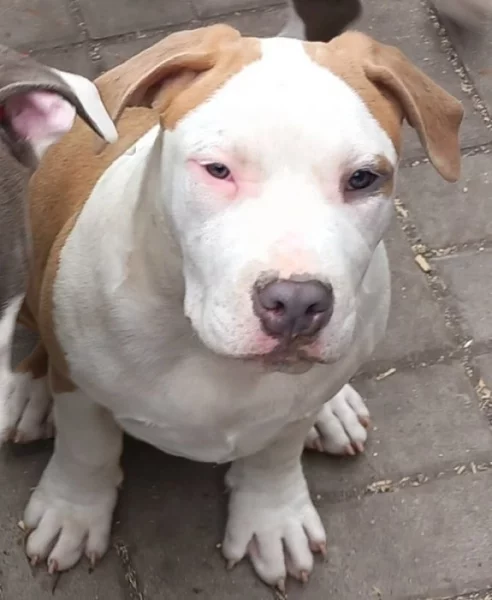 Americký stafordšírský teriér s P.P.