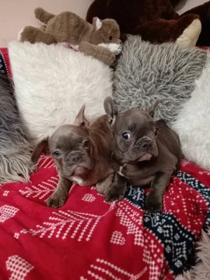 Francouzský buldoček modrý bez pp