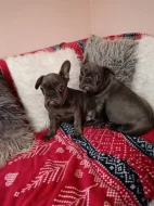 Francouzský buldoček modrý bez pp