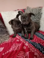 Francouzský buldoček modrý bez pp