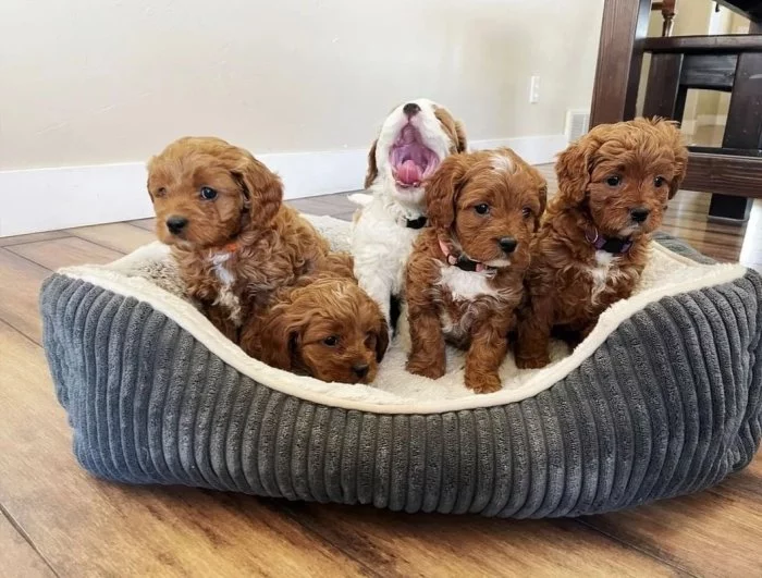 Čistokrevná cavapoo Štěňata s PP.