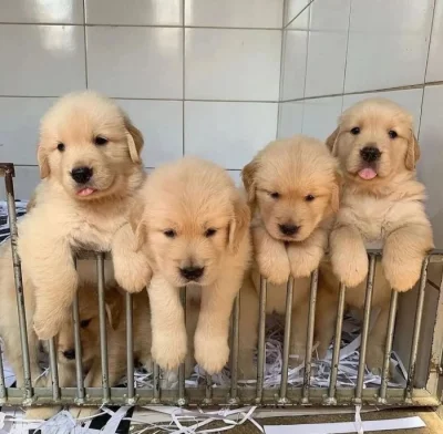 Štěňata zlatého retrívra