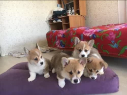 Krásná štěňátka Corgi s PP.