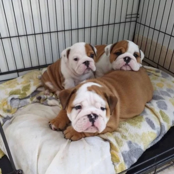 Štěňata anglického buldoka