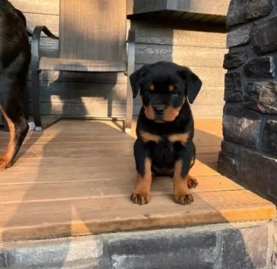 Štěňata rotvajlera s PP.