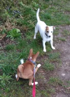 Basenji pes červenobílý