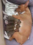 Basenji pes červenobílý