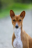 Basenji pes červenobílý