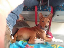 Basenji pes červenobílý