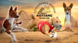 Basenji pes červenobílý