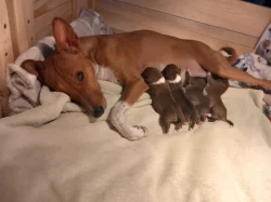 Basenji pes červenobílý