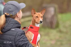 Basenji pes červenobílý