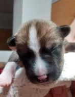 Basenji pes červenobílý