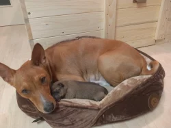 Basenji pes červenobílý