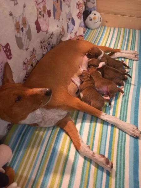 Basenji pes červenobílý