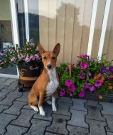 Basenji pes červenobílý