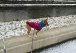 Basenji pes červenobílý