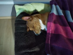 Basenji pes červenobílý