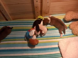 Basenji pes červenobílý