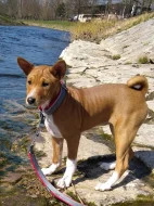 Basenji pes červenobílý