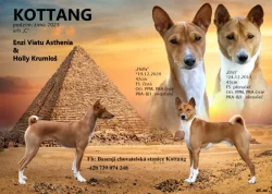 Basenji pes červenobílý