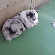 Border kolie