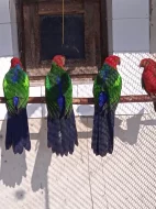 Prodám papoušky chocholaté