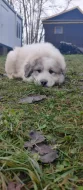 Pyrenejský horský pes s PP
