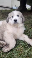 Pyrenejský horský pes s PP