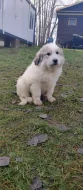 Pyrenejský horský pes s PP