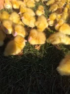 Pekingske vykrmove kachny