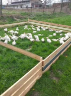 Pekingske vykrmove kachny