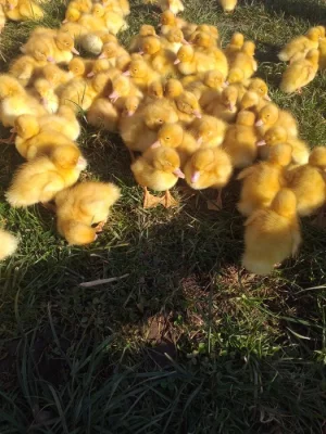 Pekingske vykrmove kachny