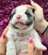 Štěňátko buldoček francouzský pejsek bez pp