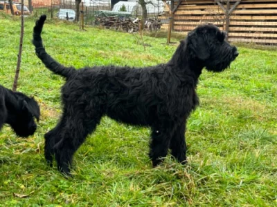 Knírač velký, černý, štěňata