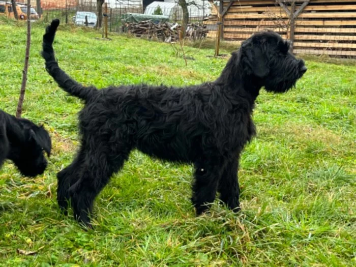 Knírač velký, černý, štěňata