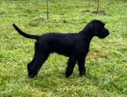 Knírač velký, černý, štěňata