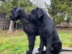 Knírač velký, černý, štěňata