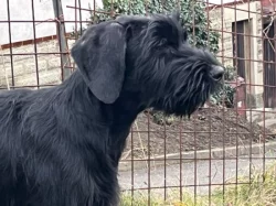 Knírač velký, černý, štěňata