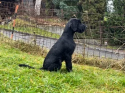 Knírač velký, černý, štěňata