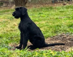 Knírač velký, černý, štěňata