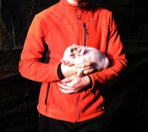 Göttingenská miniprasátka z kvalitního chovu vrh 79