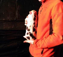 Göttingenská miniprasátka z kvalitního chovu vrh 79