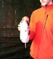 Göttingenská miniprasátka z kvalitního chovu vrh 79