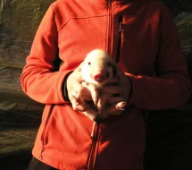 Göttingenská miniprasátka z kvalitního chovu vrh 79