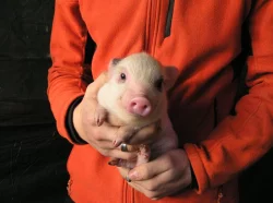 Göttingenská miniprasátka z kvalitního chovu vrh 79