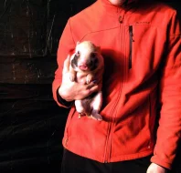 Göttingenská miniprasátka z kvalitního chovu vrh 79