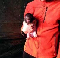 Göttingenská miniprasátka z kvalitního chovu vrh 79